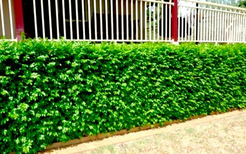 sansão-do-campo